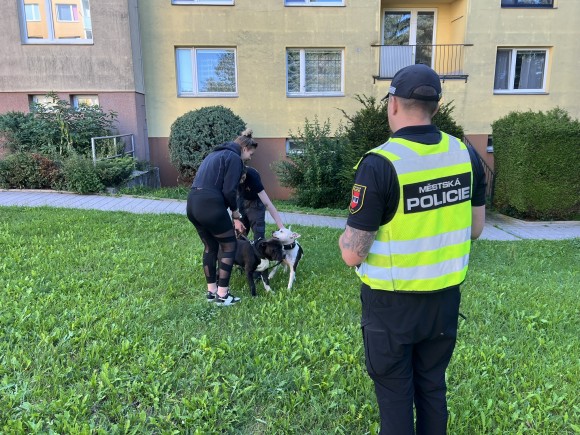 Preventivní AKCE PES
